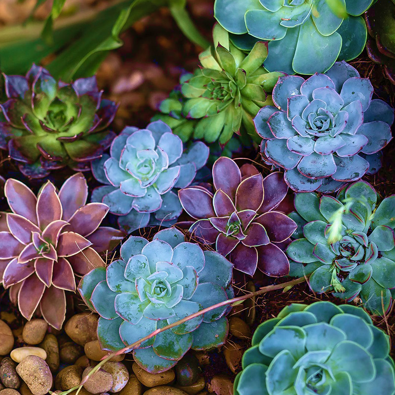 Корпоративный сайт для компании TerraDom